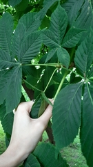 Aesculus hippocastanum