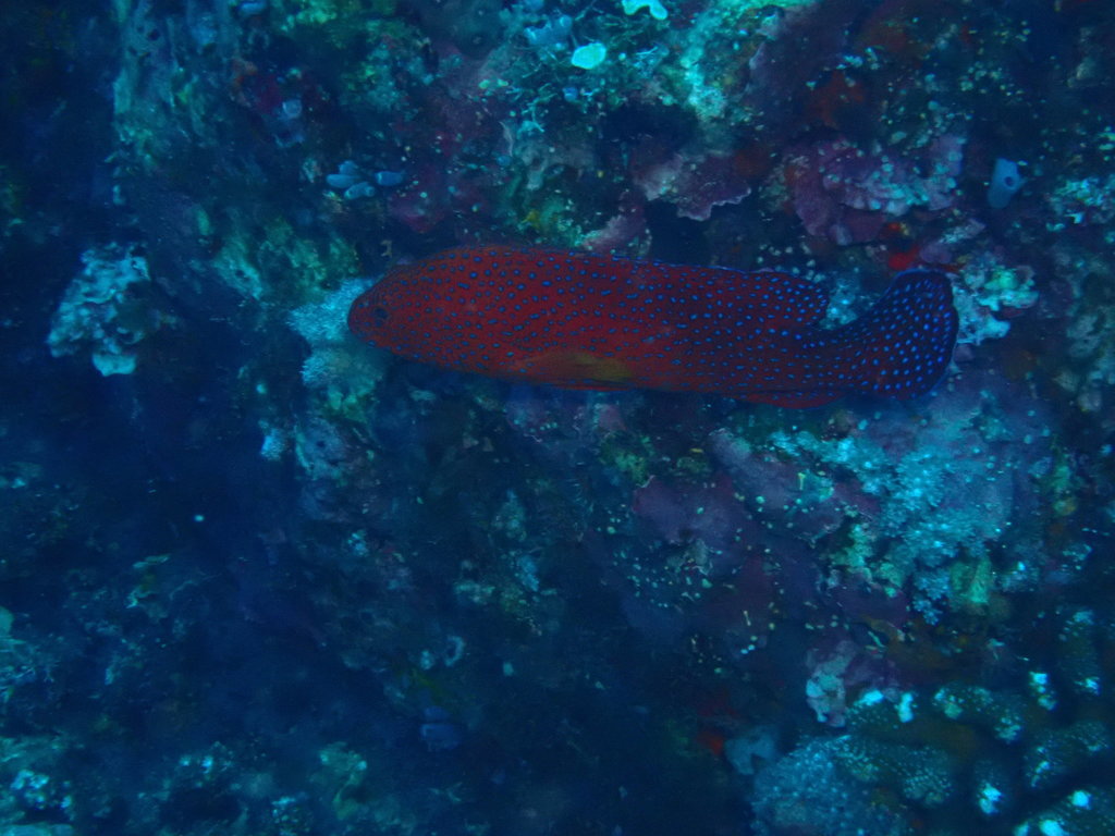 Coral grouper