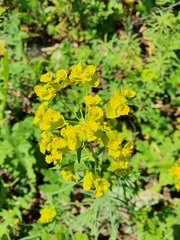 Euphorbia virgata