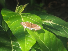 Tanaecia iapis