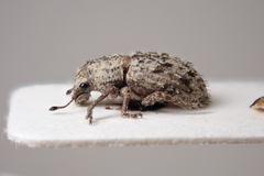 Floresianus sordidus