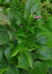Epilobium alpestre