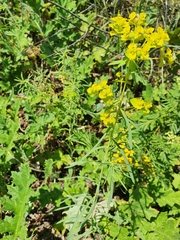 Euphorbia virgata