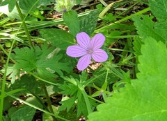 Geranium asphodeloides