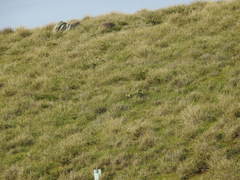 Falco cenchroides cenchroides