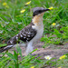 Great Spotted Cuckoo - Photo (c) Ian White, some rights reserved (CC BY-ND)