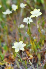 Platystemon californicus