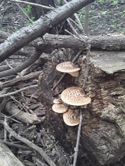 Cerioporus squamosus