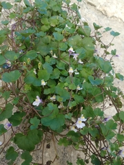 Cymbalaria muralis