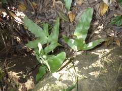 Microsorum scolopendria