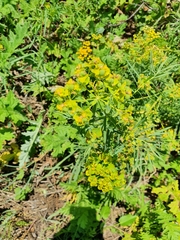 Euphorbia virgata