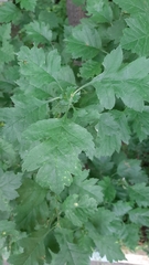 Crataegus