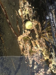 Lithophyllum incrustans