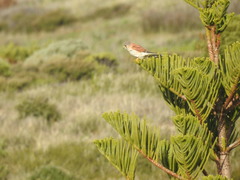 Falco cenchroides cenchroides