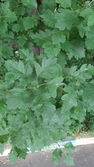 Crataegus