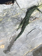 Cladophora rupestris