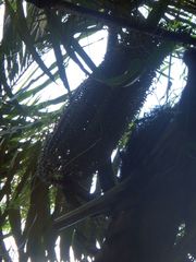Arenga pinnata