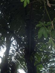 Arenga pinnata