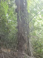 Arenga pinnata