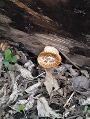 Cerioporus squamosus