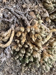 Selaginella watsonii