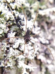 Platybunus pinetorum