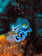 Chromodoris alcalai