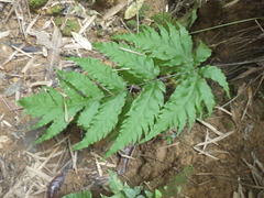 Tectaria melanocaulos