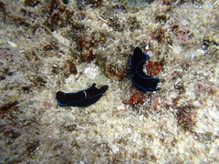 Chelidonura