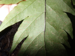 Tectaria melanocaulos