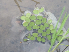 Salvinia molesta