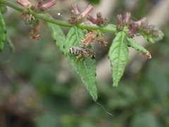 Lasioglossum deliense