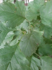 Crataegus