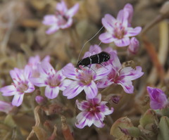 Adela septentrionella