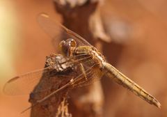 Crocothemis erythraea
