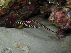 Dunckerocampus dactyliophorus