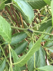 Homalodisca