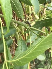 Homalodisca