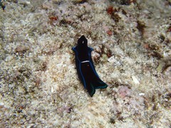 Chelidonura