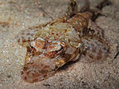 Platycephalidae