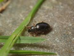 Barypeithes pellucidus