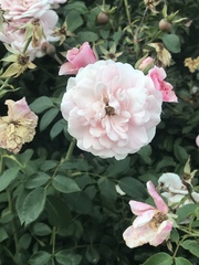 Rosa