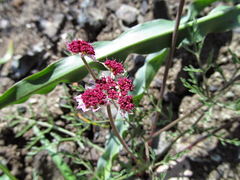 Lomatium hooveri