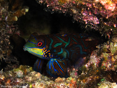 Synchiropus splendidus