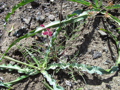 Lomatium hooveri