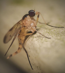 Rhagio albicornis