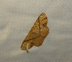 Anisodes insigniata