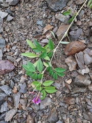 Vicia venosa