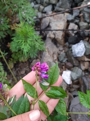 Vicia venosa