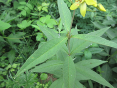 Lysimachia davurica